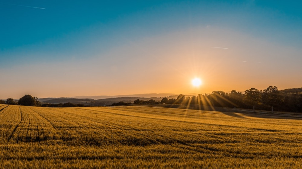 Champ agricole au Québec